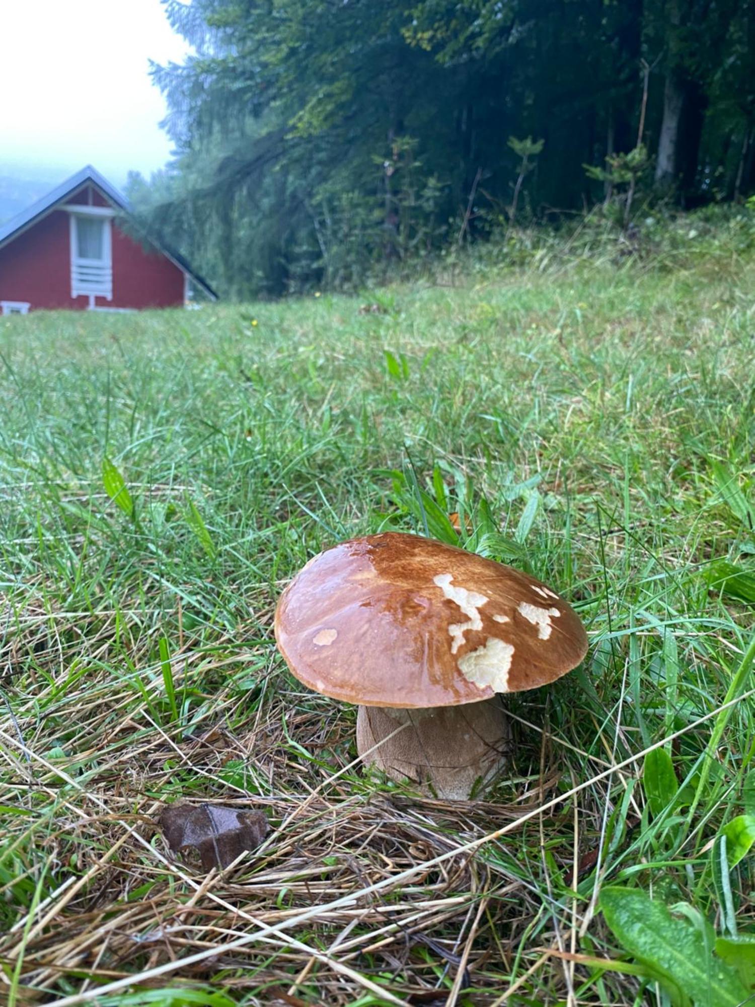 Forest House Targanice Экстерьер фото